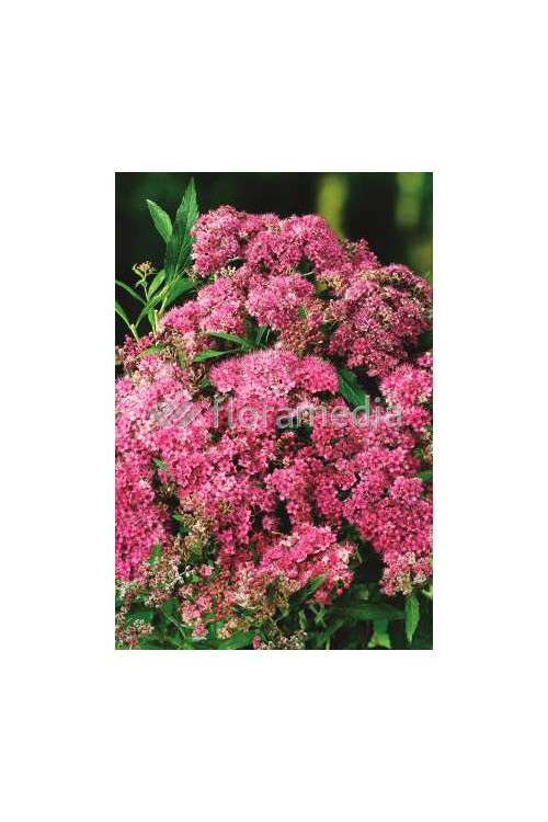 Tawuła japońska 'Macrophylla' Spiraea japonica
