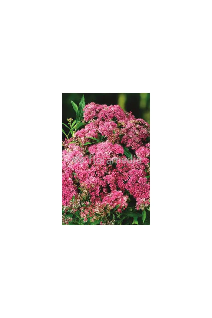 Tawuła japońska 'Macrophylla' Spiraea japonica