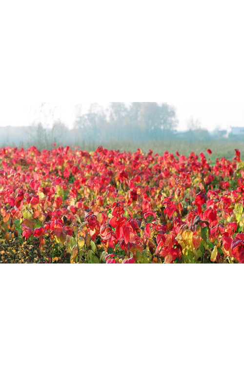Tawuła japońska 'Macrophylla' Spiraea japonica