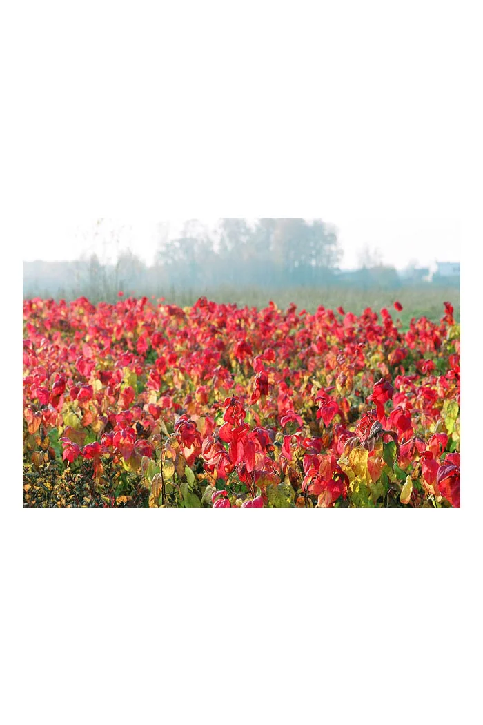 Tawuła japońska 'Macrophylla' Spiraea japonica