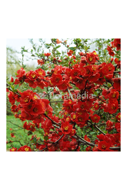 Pigwowiec 'Texas Scarlet' Chaenomeles × superba