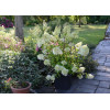 Hortensja bukietowa 'Diamantino' | Hydrangea paniculata