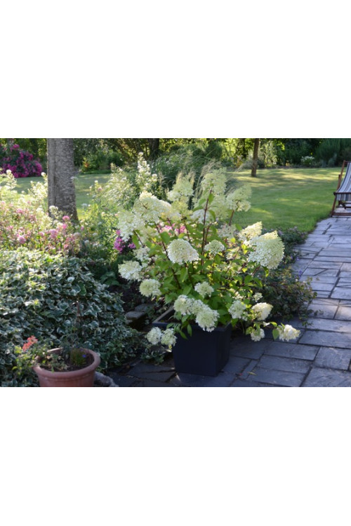 Hortensja bukietowa 'Diamantino' | Hydrangea paniculata