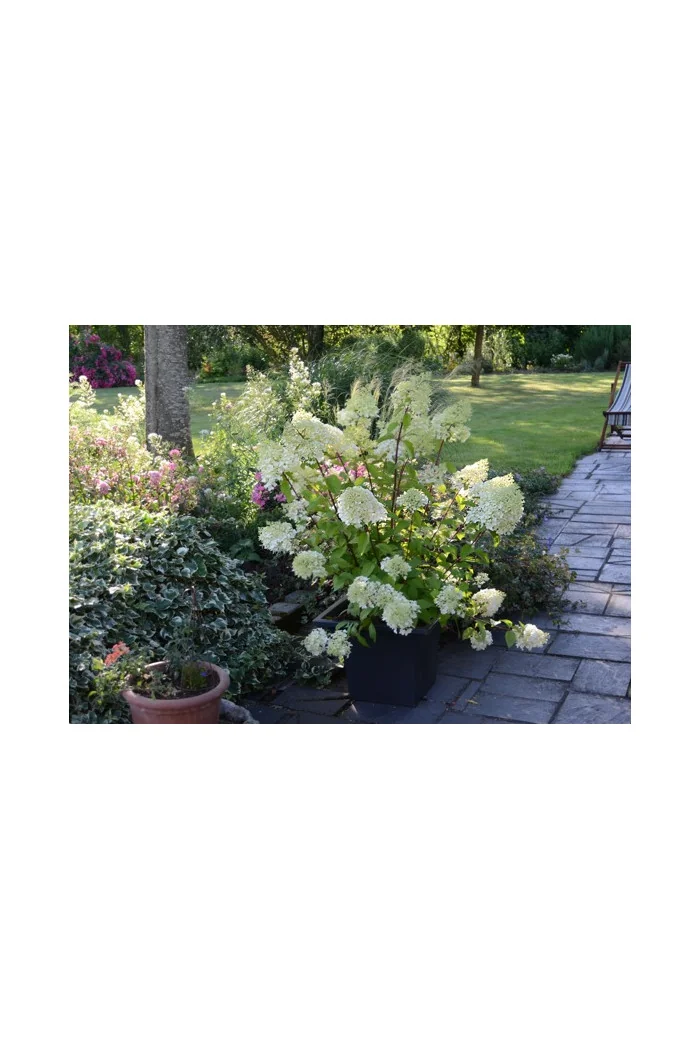 Hortensja bukietowa 'Diamantino' | Hydrangea paniculata