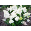 Hortensja bukietowa 'Diamantino' | Hydrangea paniculata