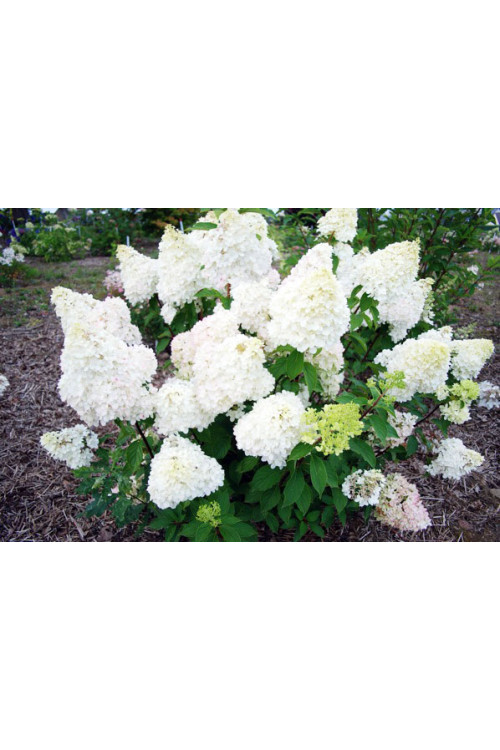 Hortensja bukietowa 'Diamantino' | Hydrangea paniculata