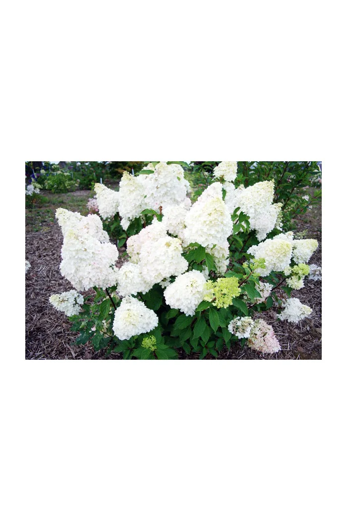 Hortensja bukietowa 'Diamantino' | Hydrangea paniculata