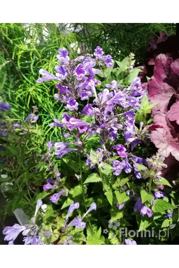 Kocimiętka Faassena 'Blue Dragon' Nepeta faassenii