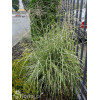 Miskant chiński 'Strictus' | Miscanthus sinensis