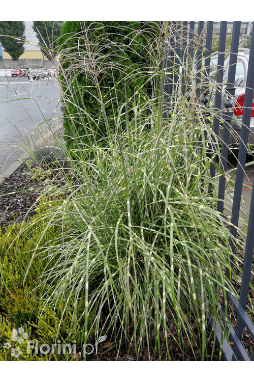 Miskant chiński 'Strictus' | Miscanthus sinensis