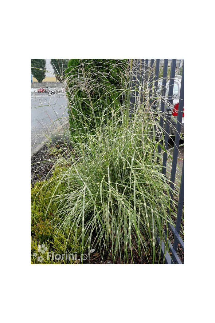 Miskant chiński 'Strictus' | Miscanthus sinensis