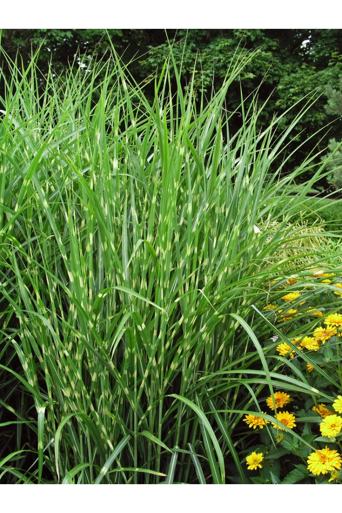 Miskant chiński 'Strictus' | Miscanthus sinensis