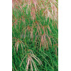 Miskant chiński 'Flamingo' | Miscanthus sinensis