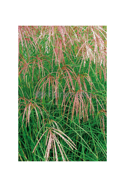 Miskant chiński 'Flamingo' | Miscanthus sinensis