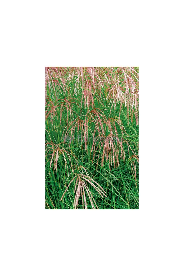 Miskant chiński 'Flamingo' | Miscanthus sinensis