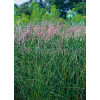 Miskant chiński 'Flamingo' | Miscanthus sinensis