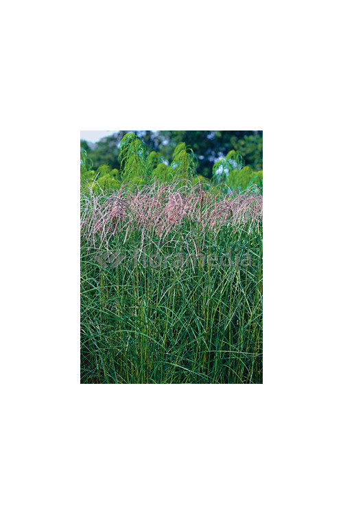 Miskant chiński 'Flamingo' | Miscanthus sinensis