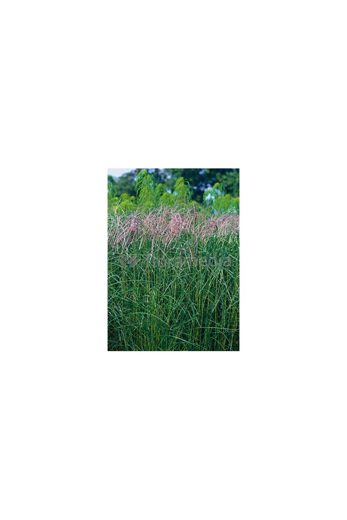 Miskant chiński 'Flamingo' | Miscanthus sinensis