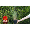 Miskant chiński 'Flamingo' | Miscanthus sinensis