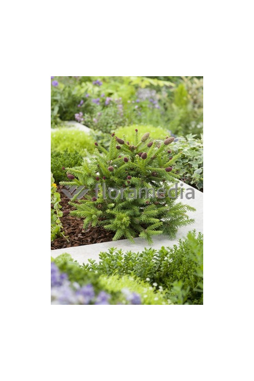 Świerk pospolity 'Pusch' Picea abies