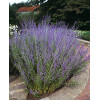 Perowskia łobodolistna 'Blue Spire' | Perovskia atriplicifolia
