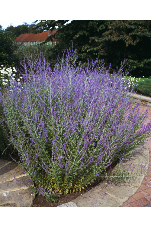Perowskia łobodolistna 'Blue Spire' | Perovskia atriplicifolia