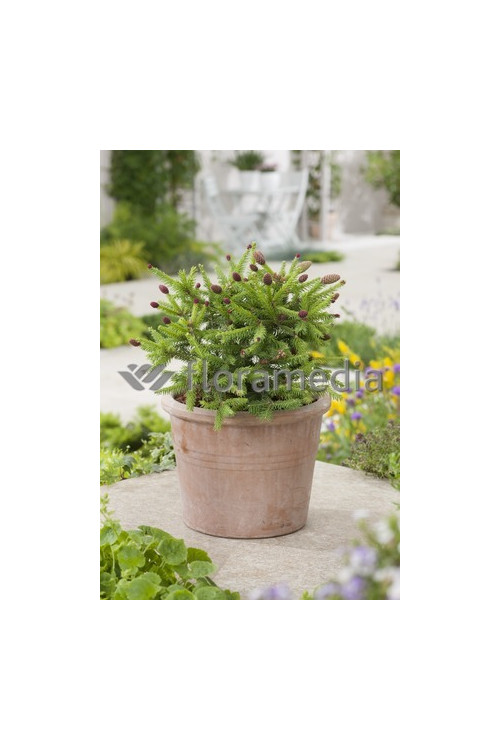 Świerk pospolity 'Pusch' Picea abies