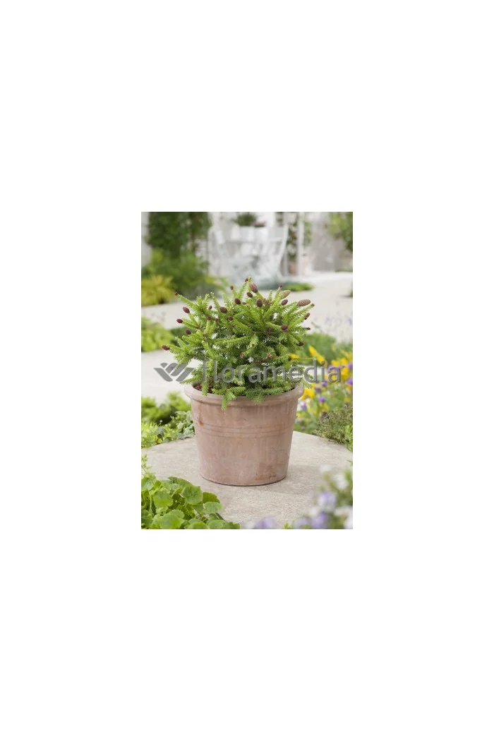 Świerk pospolity 'Pusch' Picea abies