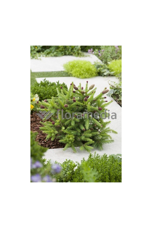 Świerk pospolity 'Pusch' Picea abies