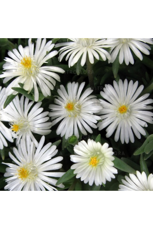 Słonecznica ' Jewel of Desert Moon Stone' | Delosperma