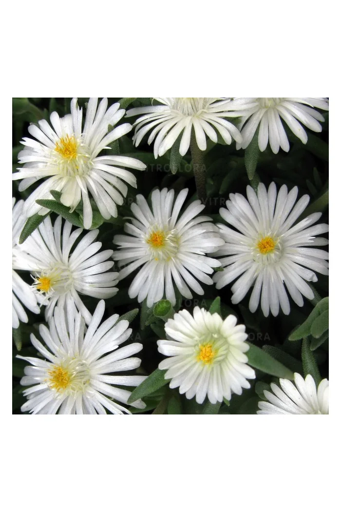 Słonecznica ' Jewel of Desert Moon Stone' | Delosperma