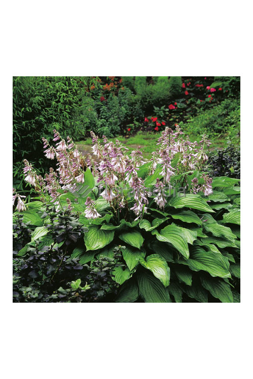 Funkia 'Aureomaculata' Hosta