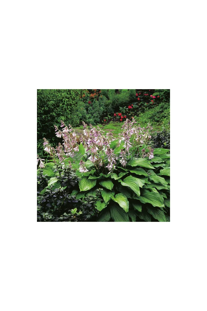 Funkia 'Aureomaculata' Hosta
