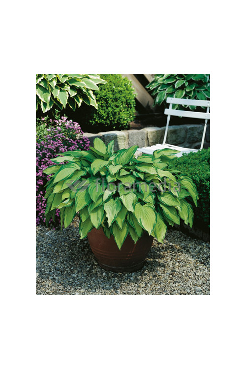 Funkia 'Aureomaculata' Hosta
