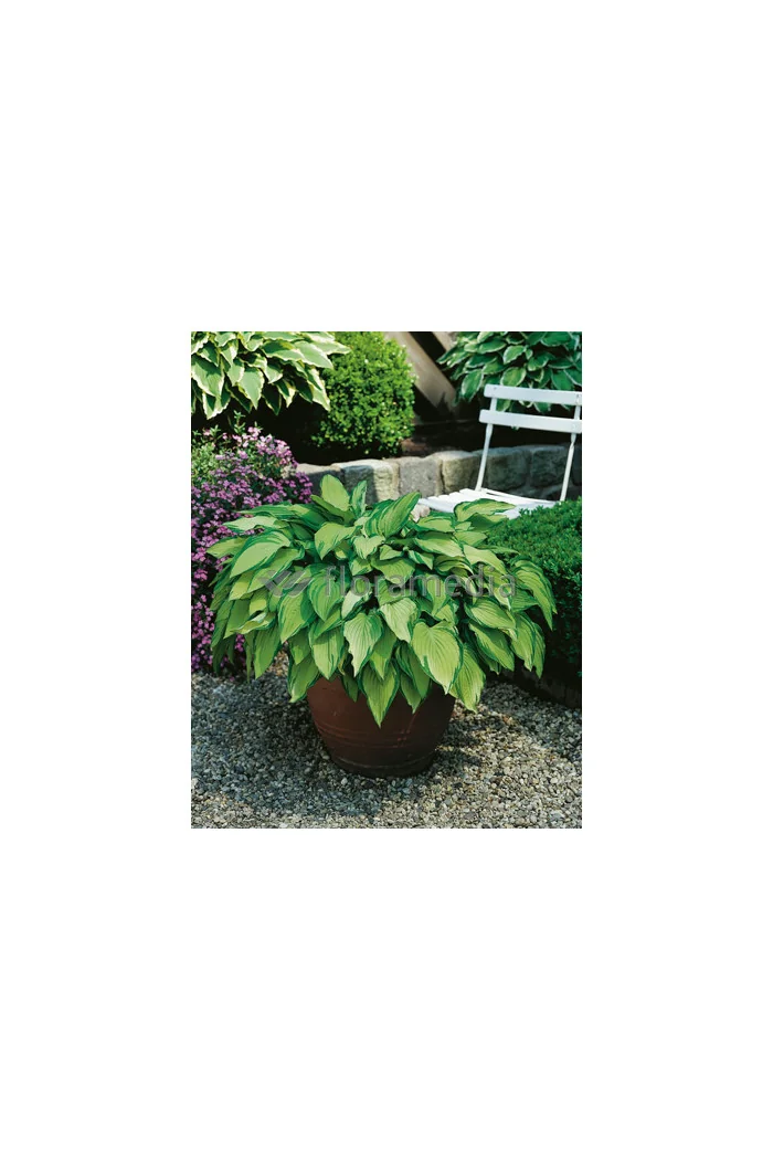 Funkia 'Aureomaculata' Hosta