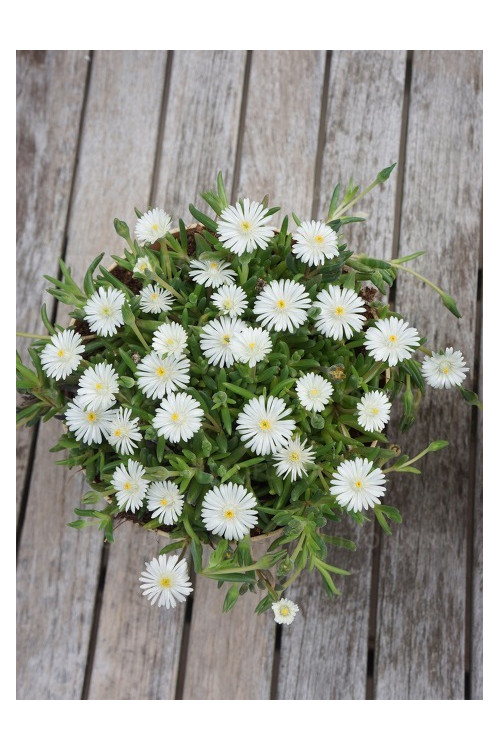 Słonecznica ' Jewel of Desert Moon Stone' | Delosperma