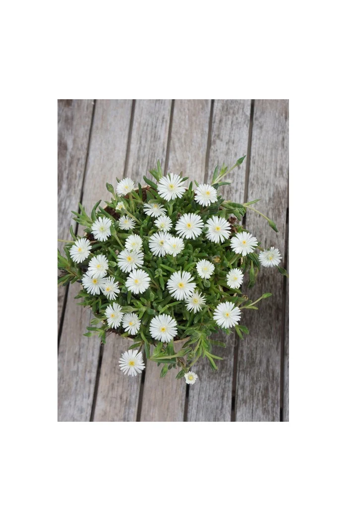 Słonecznica ' Jewel of Desert Moon Stone' | Delosperma