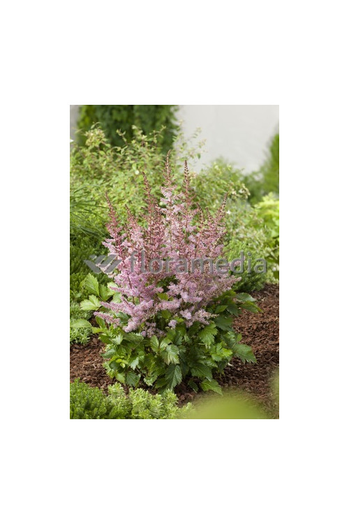 tawułka, tawułka arendsa, astilbe, astilbe arendsii, tawułka białą, tawułka Deutschland