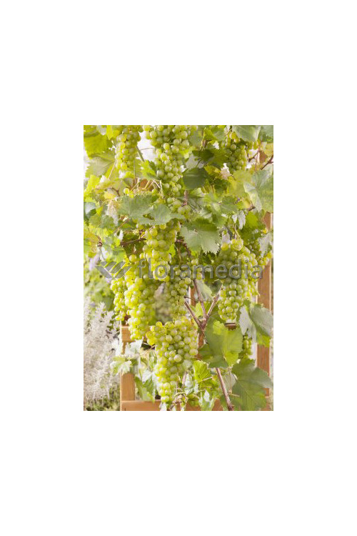 Winorośl 'Mohara' | Vitis