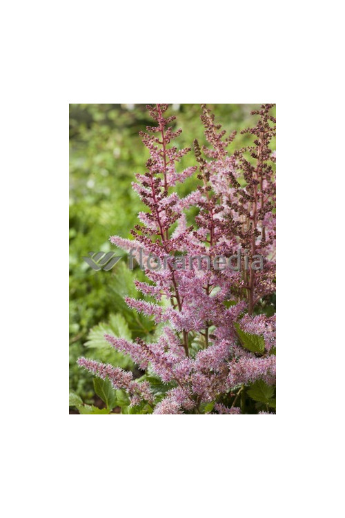 tawułka, tawułka arendsa, astilbe, astilbe arendsii, tawułka białą, tawułka Deutschland