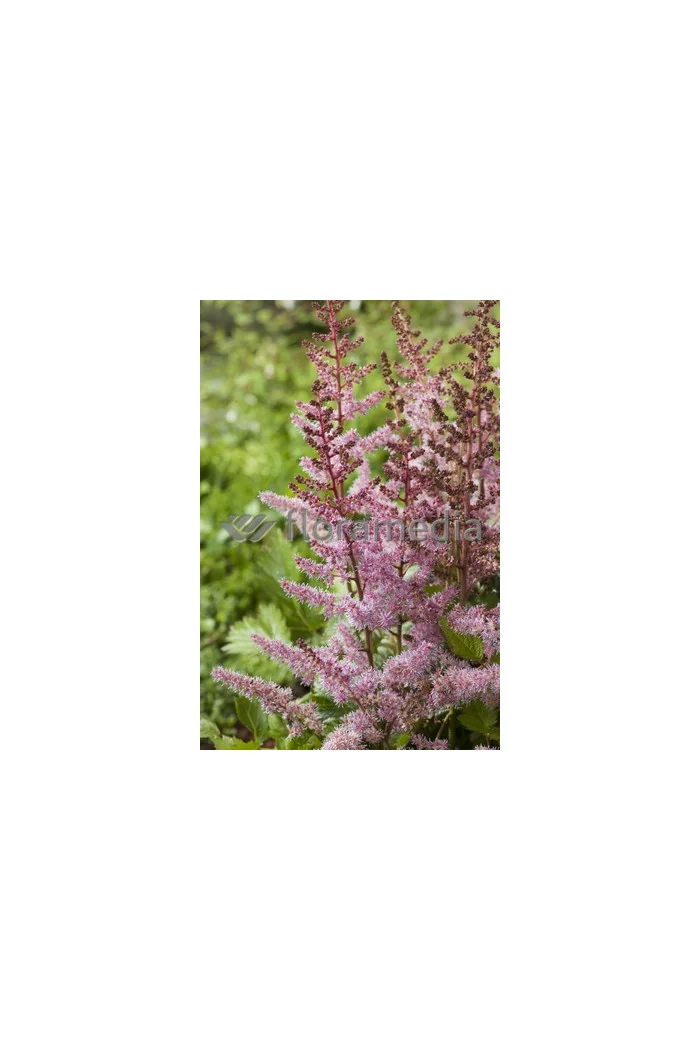 tawułka, tawułka arendsa, astilbe, astilbe arendsii, tawułka białą, tawułka Deutschland