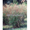 Proso rózgowate 'Warrior' | Panicum virgatum