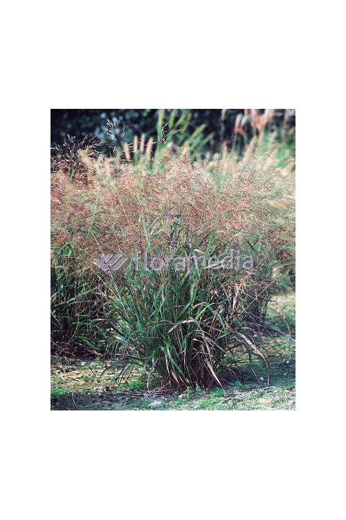 Proso rózgowate 'Warrior' | Panicum virgatum