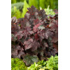 Żurawka 'Palace Purple' Heuchera