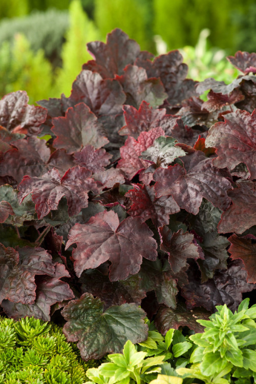 Żurawka 'Palace Purple' Heuchera