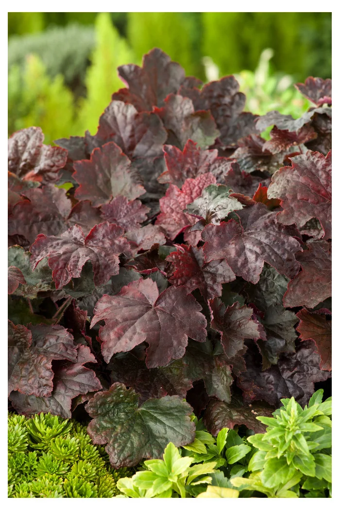 Żurawka 'Palace Purple' Heuchera