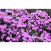 Różanecznik 'PJM Elite' Rhododendron