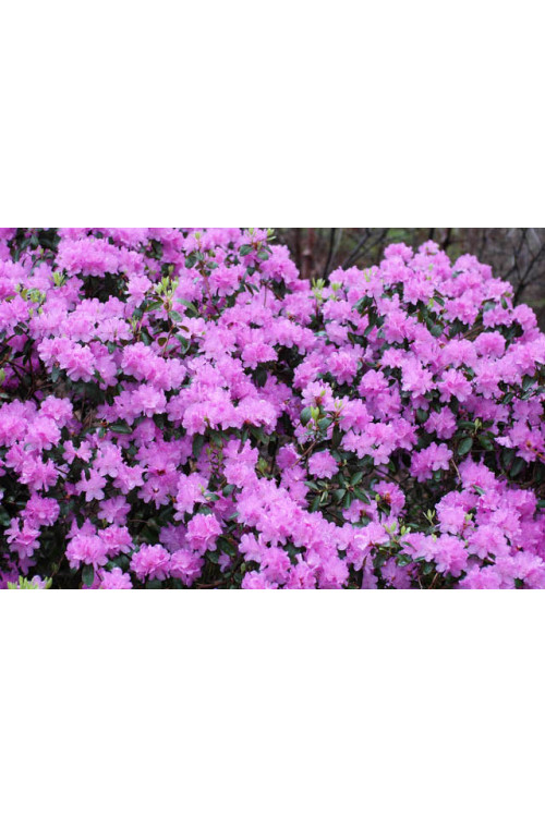 Różanecznik 'PJM Elite' Rhododendron