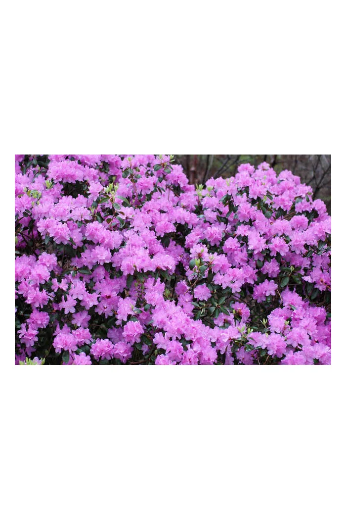 Różanecznik 'PJM Elite' Rhododendron