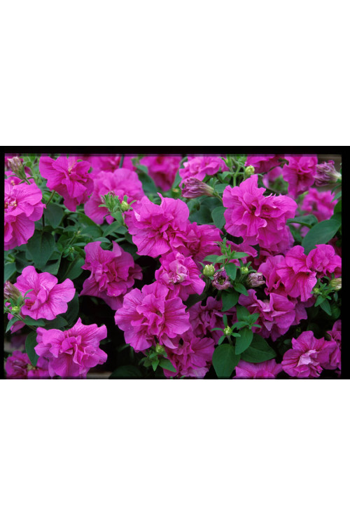 Petunia 'Tumbelina Candy Floss' | Petunia x hybrida